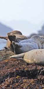 Animals,Seals,Land,Elevation