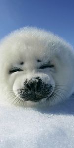 Animals,Seals,Snow