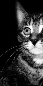 Animals,Shadow,Bw,Kid,Tot,Kitty,Kitten,Chb