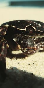 Animals,Shadow,Crab,Surface,Sand