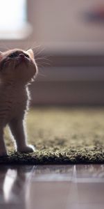 Animals,Shadow,Sight,Opinion,Mat,Rug,Kitty,Kitten,Parquet