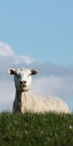 Animals,Sheep,Pasture,Farm,Meadow