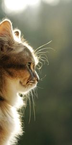 Animals,Shine,Light,Fluffy,Muzzle,Profile,Cat