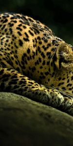 Animals,Shine,Light,Leopard,To Lie Down,Lie,Shadow,Big Cat