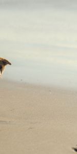 Animals,Shine,Light,Puppy,Traces,Sand