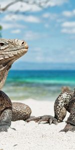 Animals,Shore,Bank,Pair,Reptiles,Iguanas,Iguana,Sand,Couple