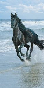 Animals,Shore,Bank,Run Away,Spray,Run,Sand,Horse