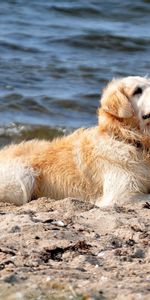 Animals,Shore,Bank,Sit,Dog,Water,Sand,Labrador