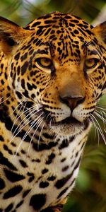 Animals,Sight,Opinion,Anger,Jaguar,Predator