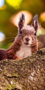 Animals,Sight,Opinion,Animal,Brown,Squirrel