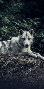 Animals,Sight,Opinion,Animal,Hay,Predator,Wolf