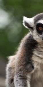 Animals,Sight,Opinion,Animal,Lemur,Focus,Funny