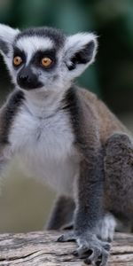 Animals,Sight,Opinion,Animal,Lemur,Funny