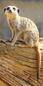 Animals,Sight,Opinion,Animal,Meerkat,Surikat