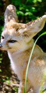 Animales,Visión,Lindo,Querido,Un Zorro,Fenech,Zorro,Opinión,Animal