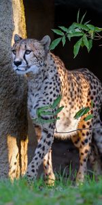 Animals,Sight,Opinion,Animal,Predator,Big Cat,Cheetah