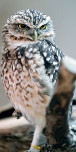 Animals,Sight,Opinion,Bird,Owl