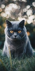 Éclat,Vue,Opinion,Britannique,Animaux,Éblouissement,Chat