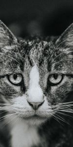 Animals,Sight,Opinion,Bw,Sorrow,Cat,Sadness,Chb