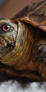 Animals,Sight,Opinion,Head,Turtle