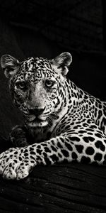 Jaguar,Depredador,Gato Grande,Visión,Bw,Animales,Chb,Opinión