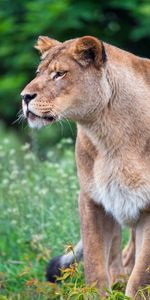 Opinion,Gros Chat,Vue,Lionne,Faune,Animaux,Fauve,Prédateur