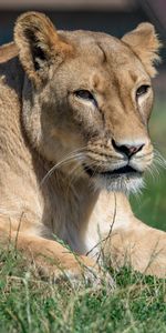 Animals,Sight,Opinion,Lioness,Predator,Wildlife,Big Cat