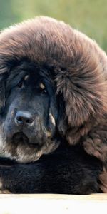 Animals,Sight,Opinion,Mastiff,Dog,Wool