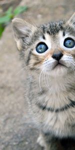 Animals,Sight,Opinion,Nice,Sweetheart,Tot,Kid,Kitty,Kitten,Cat