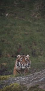 Animals,Sight,Opinion,Predator,Big Cat,Tiger,Animal