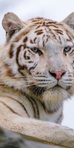 Opinion,Animal,Animaux,Vue,Tigre Blanc,Tigre,Prédateur