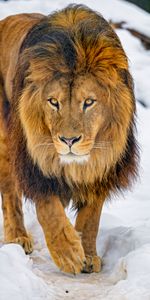 Lion,Opinion,Vue,Faune,Animal,Animaux,Marron,Prédateur,Un Lion