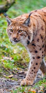 Animals,Sight,Opinion,Wildlife,Animal,Iris,Brown,Big Cat