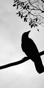 Animaux,Tour,Branche,Oiseau,Silhouette