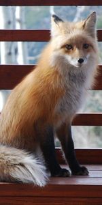 Asseoir,S’Asseoir,Banc,Animaux,Animal,Un Renard,Renard