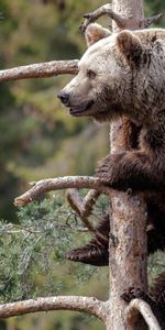 Animals,Sit,Branch,Brown Bear,Forest