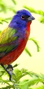 Animals,Sit,Branch,Color,Bird