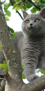 Asseoir,S’Asseoir,Branches,Animaux,Feuilles,Chat