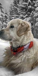 Asseoir,S’Asseoir,Collier,Col,Forêt,Animaux,Neige,Chien