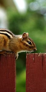 Animals,Sit,Fence,Animal,Chipmunk