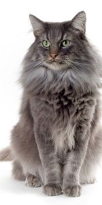 Animals,Sit,Fluffy,Color,Cat