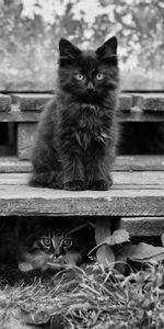 Animals,Sit,Fluffy,Hide,Bw,Expectation,Waiting,Lots Of,Multitude,Kitten,Kitty,Chb