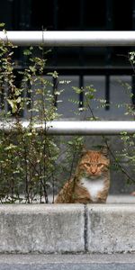 Sentarse,Esponjoso,Peludo,Esperar,Animales,Gato