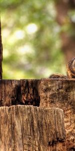 Animaux,Asseoir,S’Asseoir,Forêt,Animal,Chanvre,Écureuil