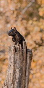 Asseoir,S’Asseoir,La Frayeur,Peur,Animaux,Écureuil