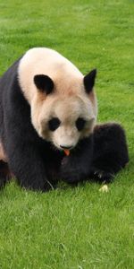 Animals,Sit,Kid,Tot,Grass,Panda