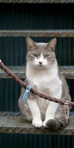 Animals,Sit,Ladder,Clothespins,Stairs,Cat