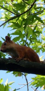 Animaux,Asseoir,S’Asseoir,Museau,Muselière,Animal,Écureuil