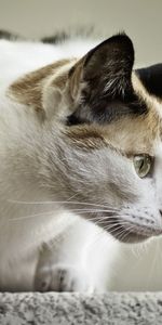 Asseoir,S’Asseoir,Museau,Muselière,À Pois,Boutonneux,Animaux,Profil,Chat