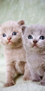 Animales,Sentarse,Pareja,Par,Hermosa,Hermoso,Gatitos